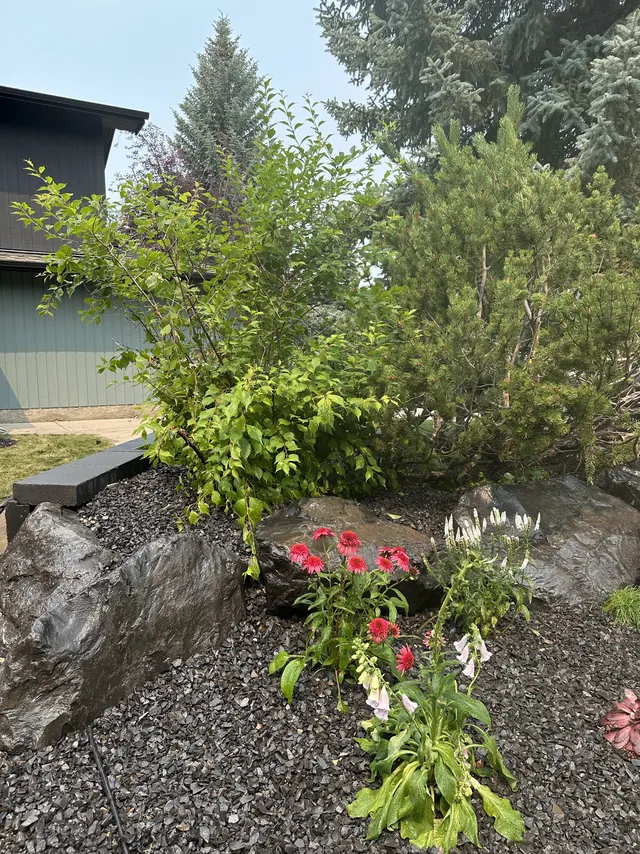 Planted bed with boulders and flowering perennials