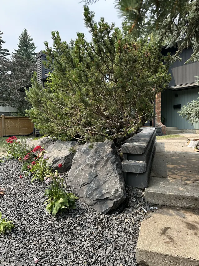Planted bed beside concrete steps